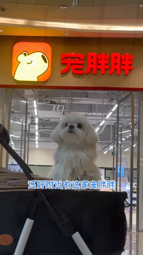 宠物门店 · 抖音版本 · 视频实际画面