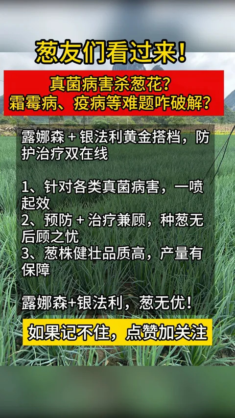 田间知识 · 葱田管理 · 视频实际画面
