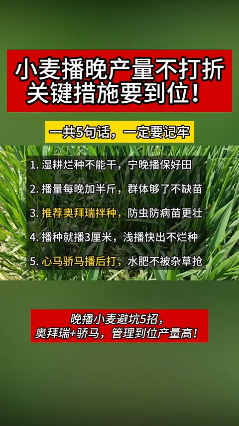 田间知识 · 晚播小麦管理 · 视频实际画面