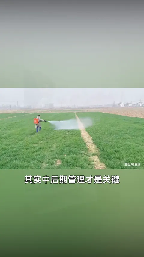 田间知识 · 小麦长势观察 · 视频实际画面