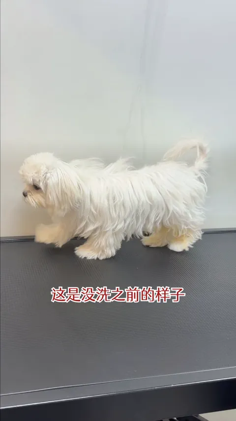宠物门店 · 生活里的小惊喜 · 视频实际画面