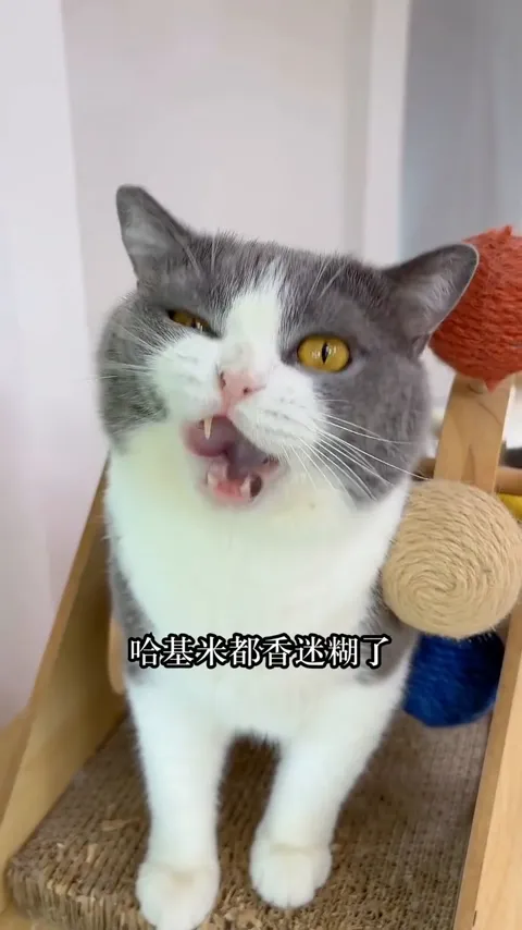 使用体验与反应钩子 · 视频实际画面