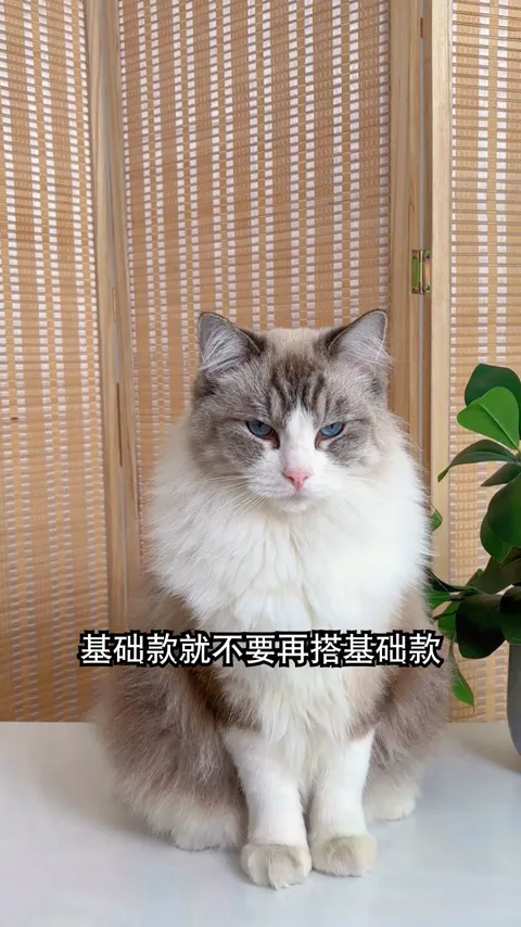 猫条日常 · 好物种草 · 视频实际画面