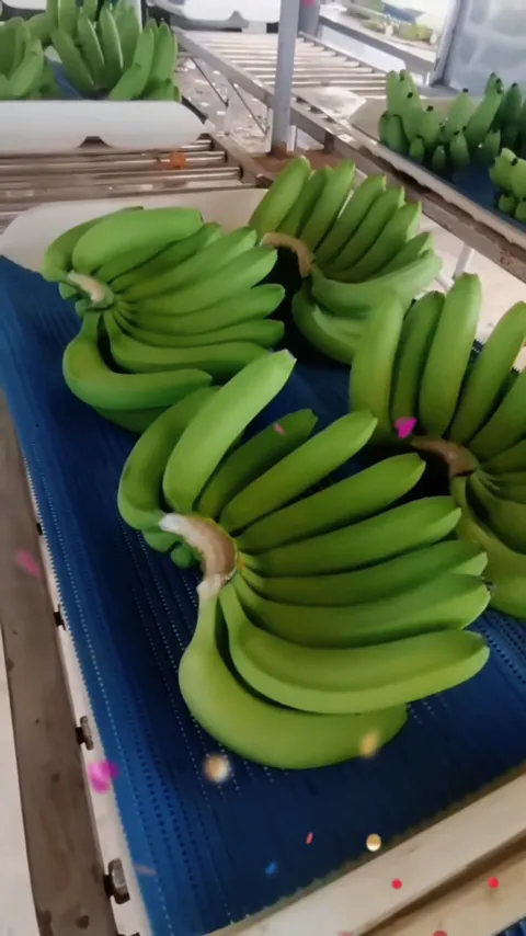 香蕉种植 · 实拍记录 · 视频实际画面